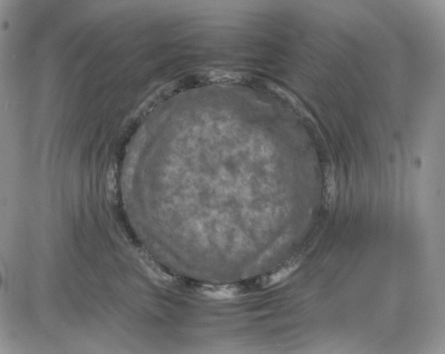 X0000081450667200701261914