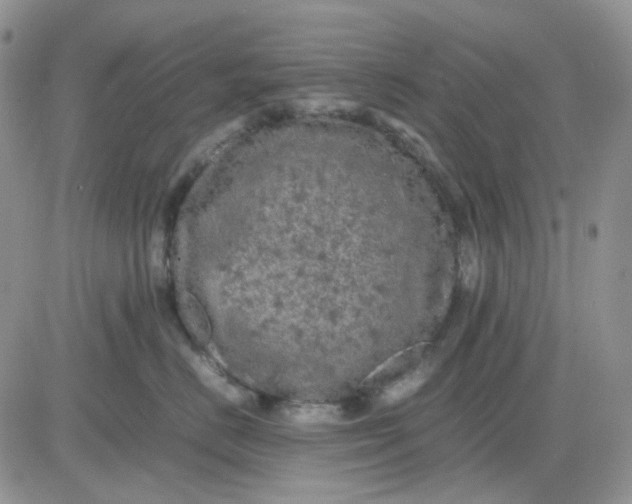 X0000081450670200701261914