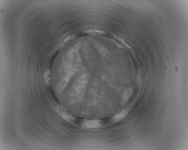 X0000081450671200701261914