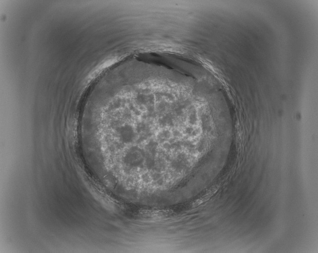 X0000081450679200701261913