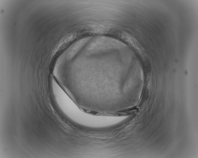 X0000081450685200701261913