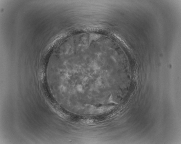 X0000081450687200701261913