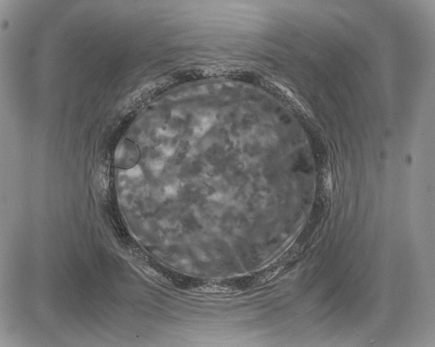 X0000081450691200701261913