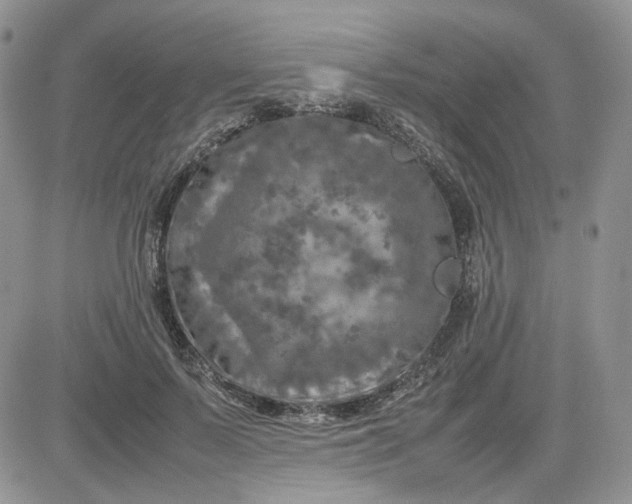 X0000081450695200701261913