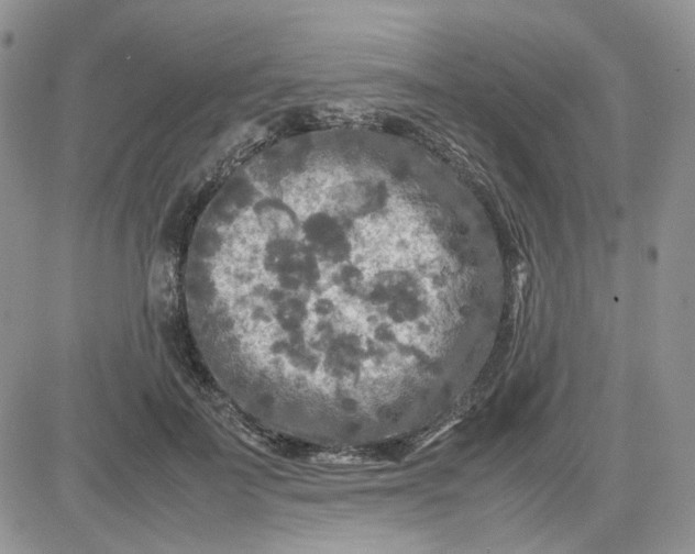 X0000081450699200701261913