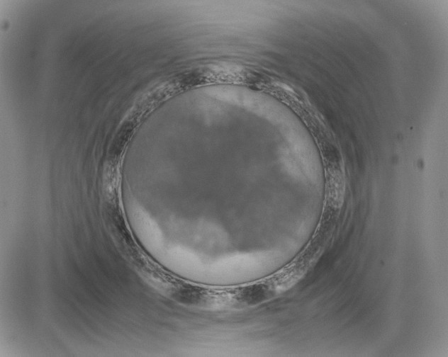 X0000081450701200701261913