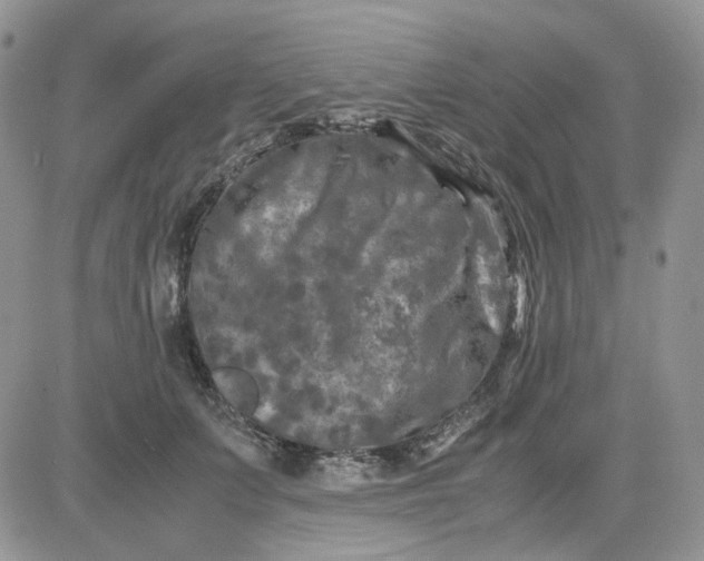 X0000081450703200701261913