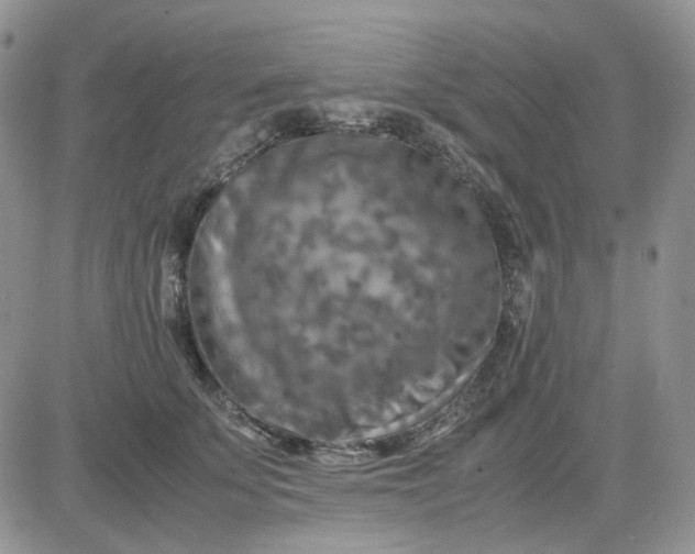 X0000081450707200701261913