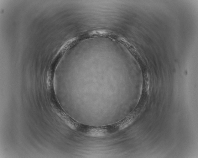 X0000081450708200701261913