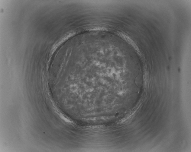 X0000081450721200701261912