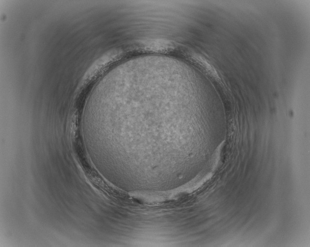 X0000081450736200701261912