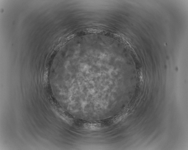 X0000081450745200701261912