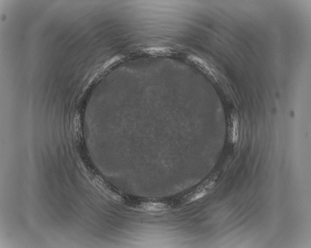 X0000081450748200701261912