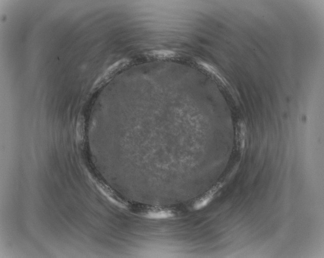 X0000081450760200701261912