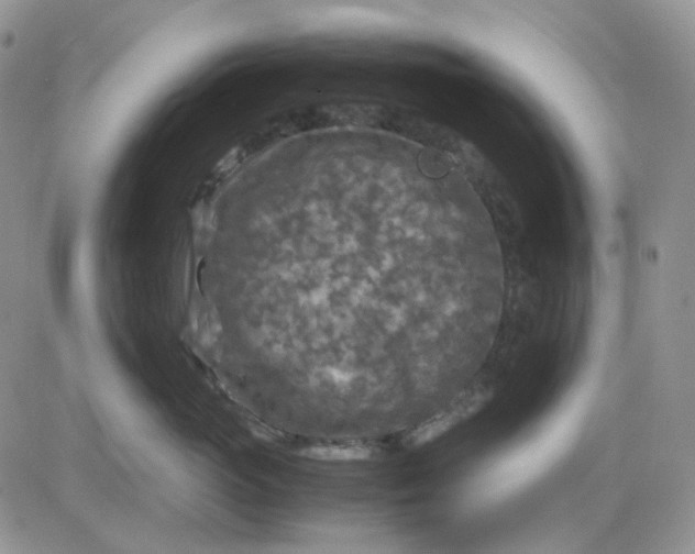 X0000081450765200701261912