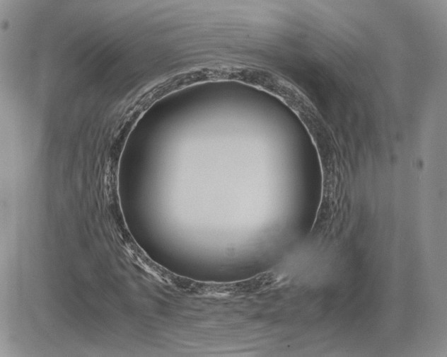 X0000081450773200701261912