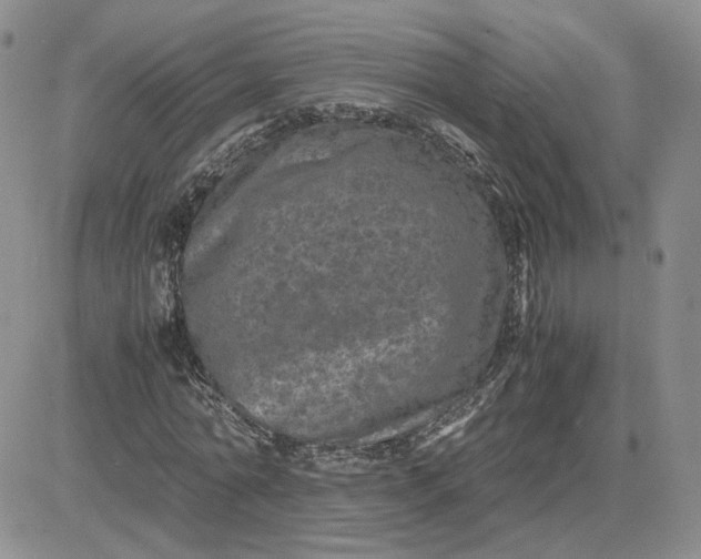 X0000081450774200701261912