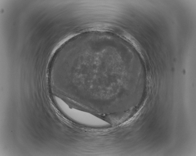 X0000081450779200701261912