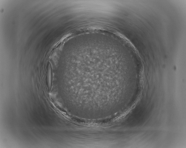 X0000081450785200701261911