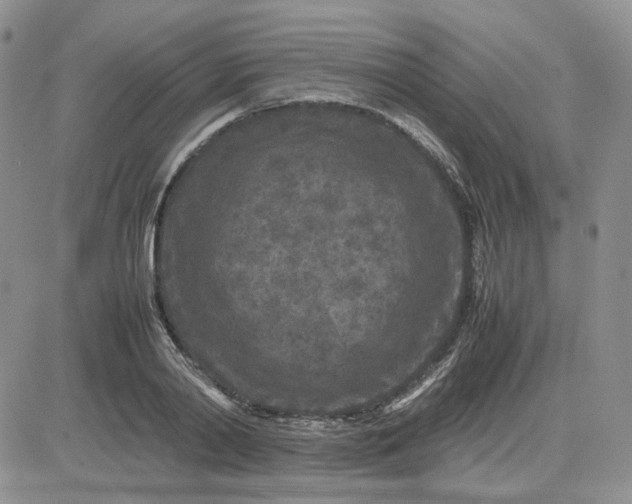 X0000081450790200701261911