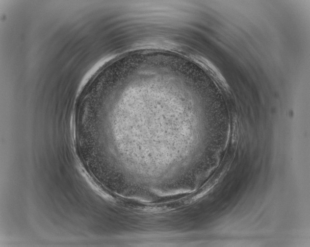 X0000081450796200701261911