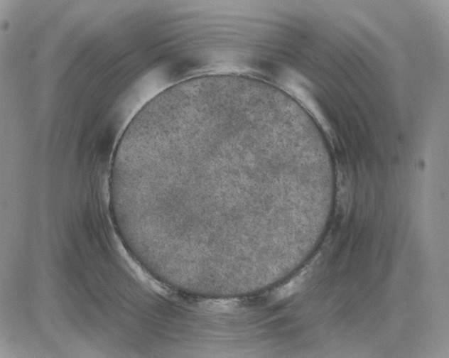 X0000081450810200701261911