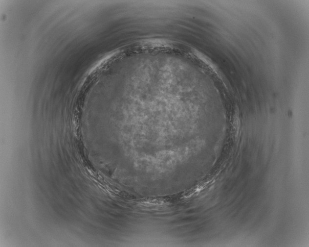 X0000081450823200701261910