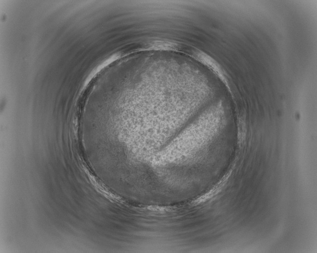 X0000081450827200701261910