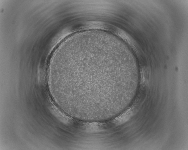 X0000081450828200701261910