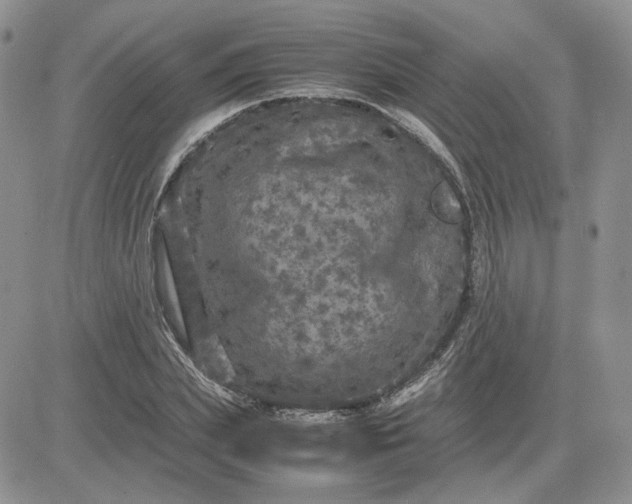 X0000081450831200701261910