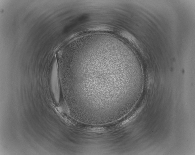 X0000081450833200701261910