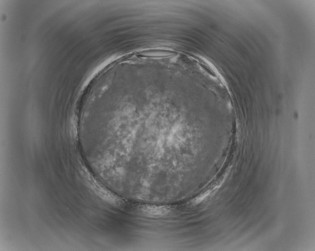 X0000081450835200701261910