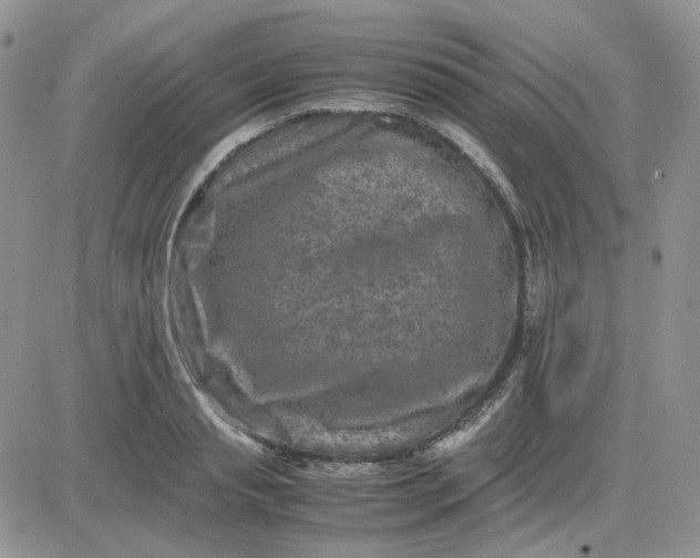 X0000081450845200701261911