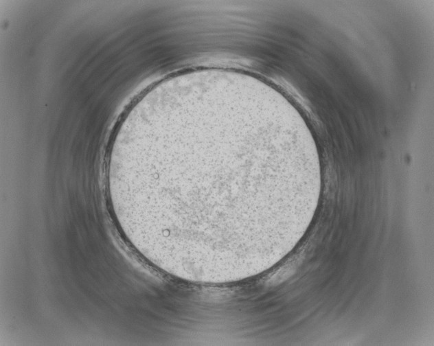 X0000081450848200701261911