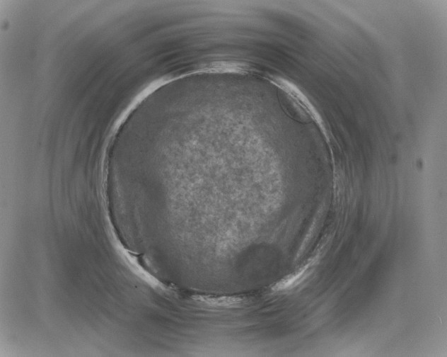 X0000081450851200701261911