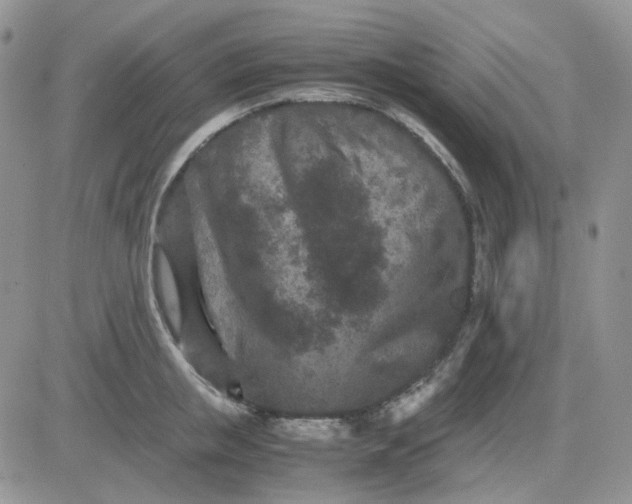 X0000081450853200701261911