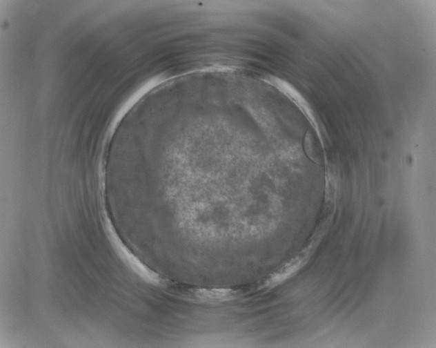 X0000081450859200701261911