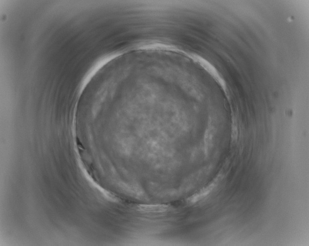 X0000081450863200701261911