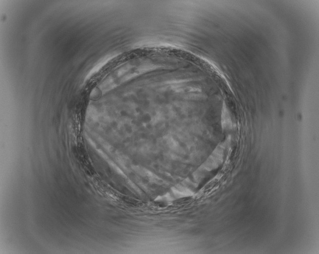 X0000081450871200701261910