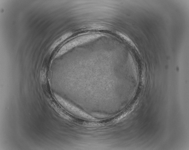 X0000081450873200701261910