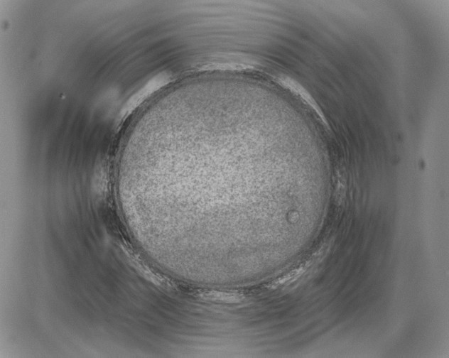 X0000081450874200701261910