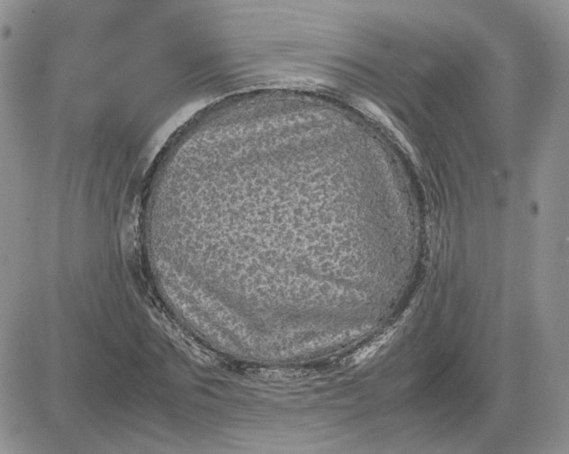 X0000081450875200701261910