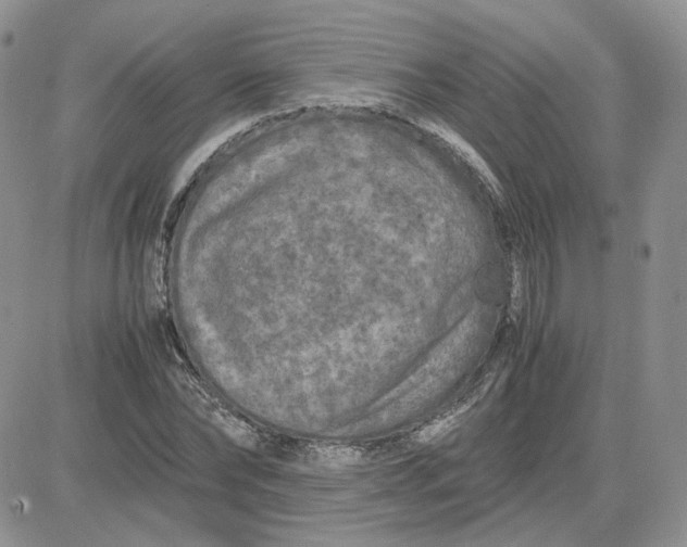 X0000081450878200701261910