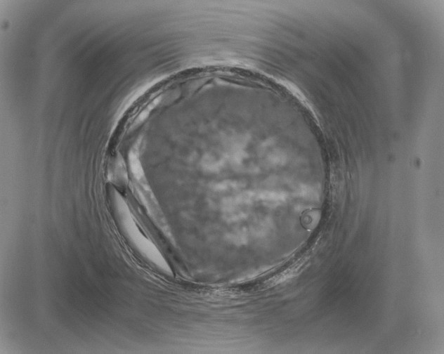 X0000081450879200701261910