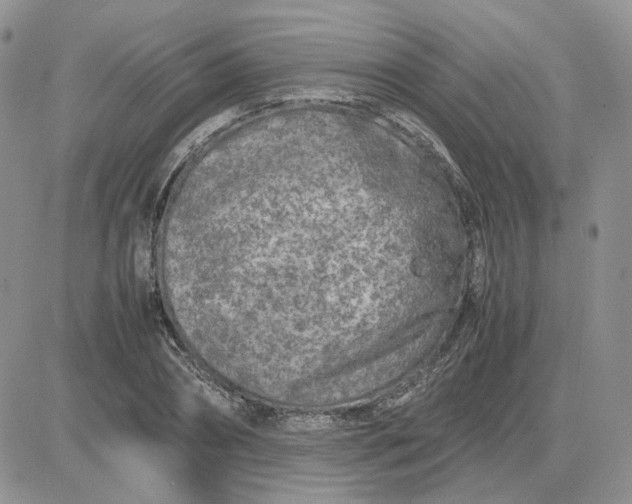 X0000081450882200701261910