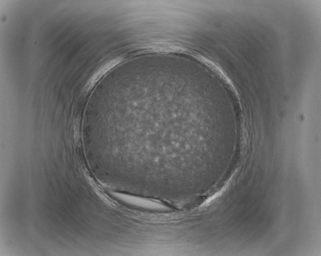 X0000081450889200701261910