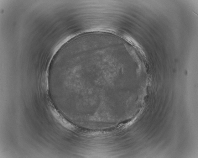 X0000081450892200701261910