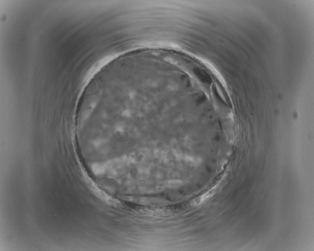 X0000081450895200701261910