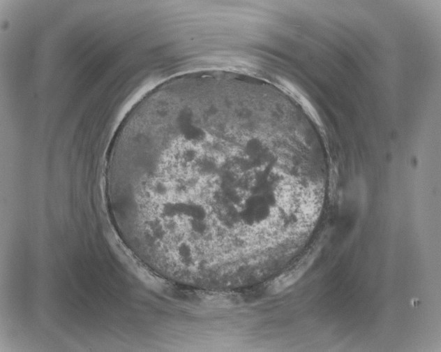 X0000081450899200701261910