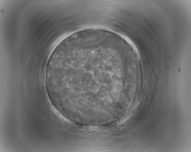 X0000081450903200701261910